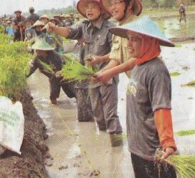Pemkab Galakkan Gerakan Tanam Padi Serentak